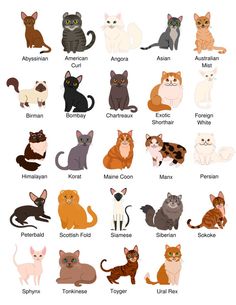 an image of cats that are all different colors and sizes, with the names on them