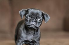 a small black dog standing on top of a wooden floor next to a brown wall