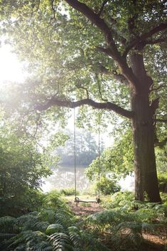 a swing hanging from a tree in the middle of a forest