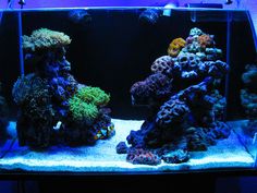 an aquarium filled with lots of different types of corals