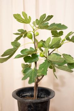 a small tree in a black pot on a table