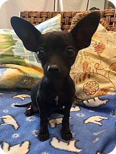 a small black dog sitting on top of a bed next to a blue and white blanket