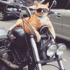 an orange and white cat sitting on the seat of a motorcycle