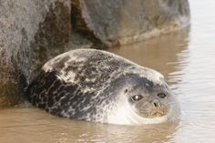 a grey seal laying on top of a body of water next to a large rock