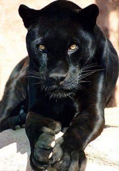 a close up of a black panther laying on the ground