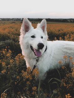 a white dog standing in the middle of a field full of yellow wildflowers