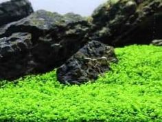 an aquarium filled with green algae and rocks