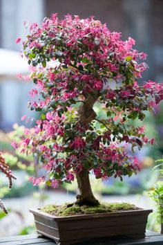 a bonsai tree with pink flowers in a pot