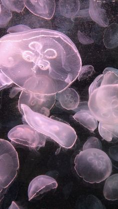 many jellyfish are swimming in the water