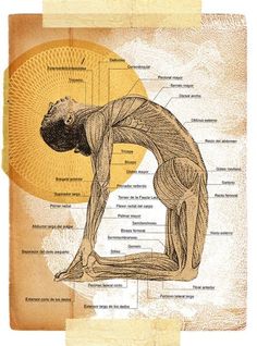 Foundation Collection Butterfly Yoga, भारतीय इतिहास, Hard Yoga, Arte Yoga, Yoga Kundalini, Yoga Anatomy, Camel Pose, Beginners Yoga, Pilates Training