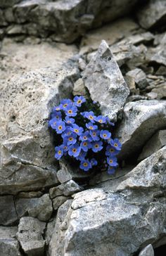 small blue flowers growing out of the rocks