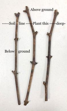 the parts of a tree that are labeled in different languages, including roots and leaves