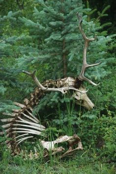 an animal skeleton sitting in the middle of a forest