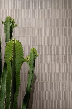 a green plant sitting in front of a wall