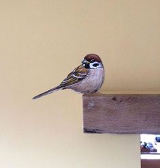 a small bird perched on top of a wooden beam