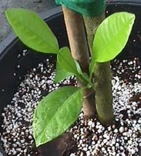 a small green plant in a black pot with white rocks on the ground next to it