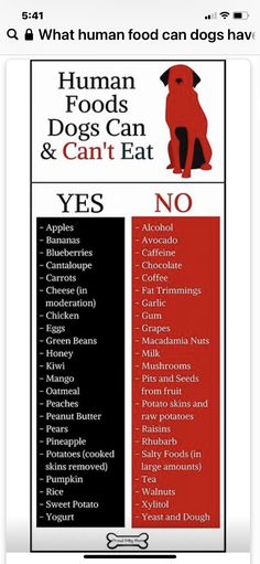 a sign that says, human foods dogs can and can't eat yes no