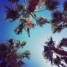 looking up at the tops of palm trees