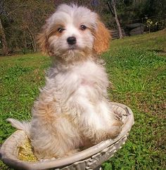 a small dog sitting in a basket on the grass