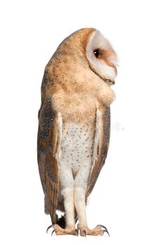 an owl sitting on top of a white background royalty images and clippings are included in this image