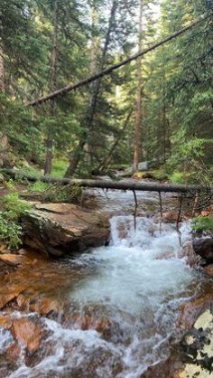 a stream running through a forest filled with trees