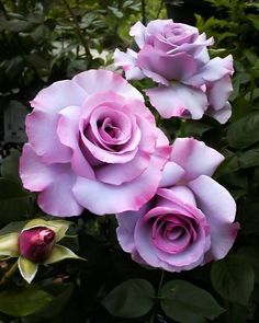 three pink roses are blooming in the garden