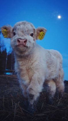 a baby cow standing on top of dry grass under a blue sky with the moon in the background