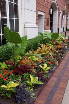 many different types of plants are lined up on the side of a building in front of windows