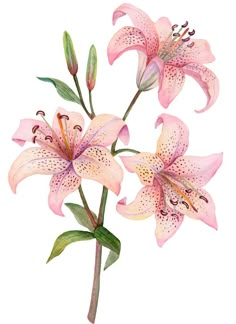 two pink lilies with green leaves on a white background, watercolor drawing or illustration