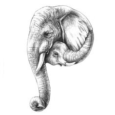 an elephant's head is shown in this drawing