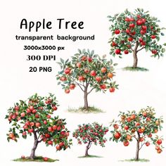 an apple tree is shown in four different stages