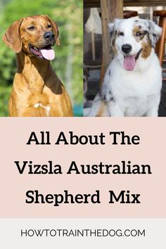 two dogs sitting next to each other with the words all about the vissia australian shepherd mix