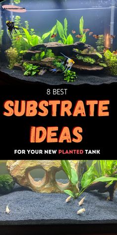 the 8 best substrate ideas for your new planted tank that you can use