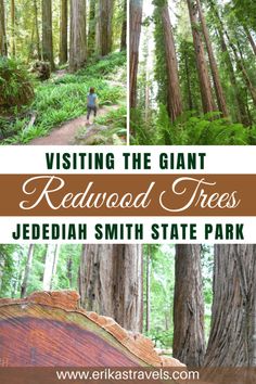 the giant redwood trees in sequta state park with text overlay reading visiting the giant redwood trees