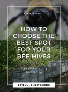 a bee with the words how to choose the best spot for your bee hives