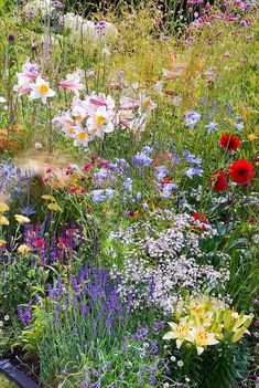 a garden filled with lots of colorful flowers