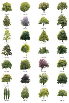 different types of trees and shrubs are shown in this image, with the names on each tree