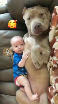 a baby is sitting on the back of a large pitbull with it's head up