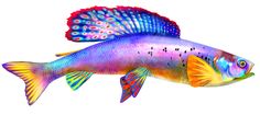 an image of a colorful fish on a white background