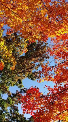 trees with orange and yellow leaves in the fall, looking up at blue sky behind them