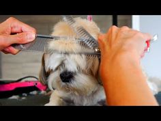 a dog getting its hair cut by a person with a comb in it's mouth