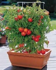 tomatoes growing in a pot on a patio