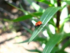 a red bug sitting on top of a green leaf