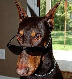 a doberman dog wearing sunglasses on its head