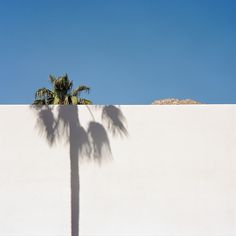 a lone palm tree casts a shadow on the side of a white wall with a blue sky in the background