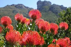 red flowers with mountains in the background