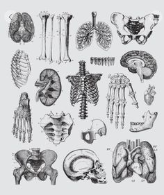 an old medical illustration shows the anatomy of the body, including the lungs and other organs