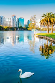 a swan is swimming in the water near some palm trees and tall buildings with skyscrapers in the background