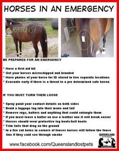 horse in an emergency poster with instructions