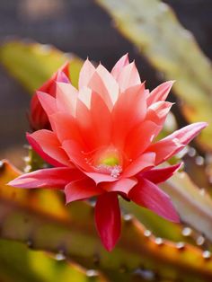 Succulent Facts: Epiphyllum (Orchid cacti) Orchid Cactus, Root Structure, Surface Water, Natural Sunscreen, Photosynthesis, Water Conservation, Orchids